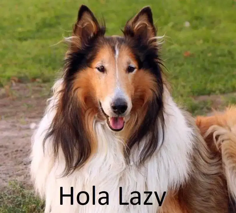 collie_2.webp