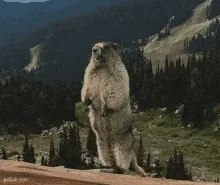 marmot-isma.webp