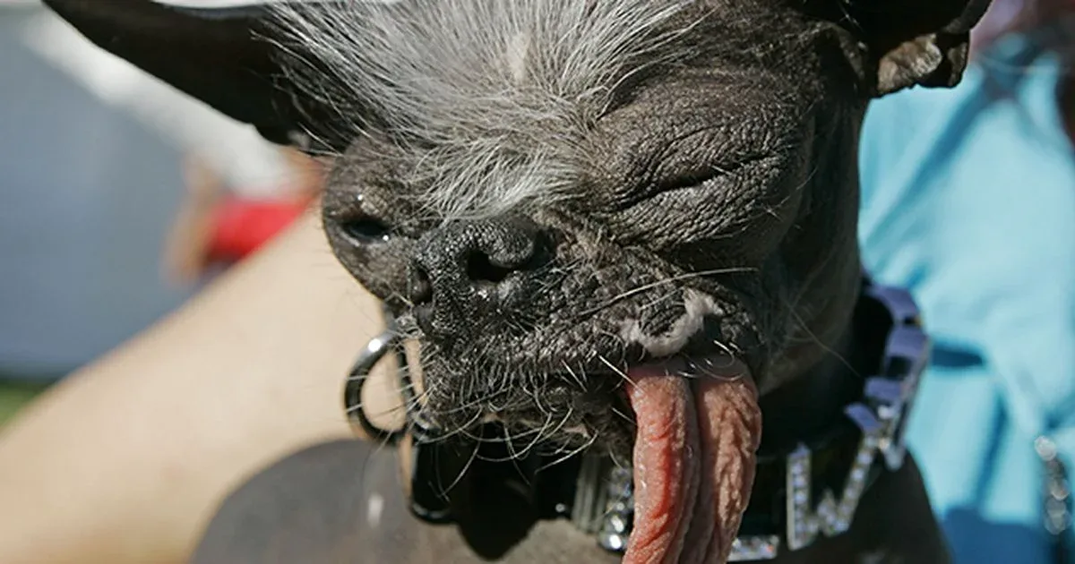 elwood-el-perro-mas-feo-del-mundo-al-ser-coronado-2007-ap.webp