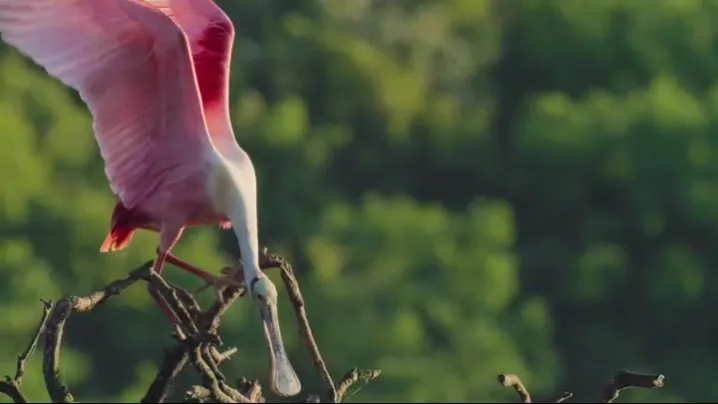 Deep In The Heart A Texas Wildlife Story [2022].webp