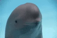 dumb-porpoise-i'm-stupid.webp