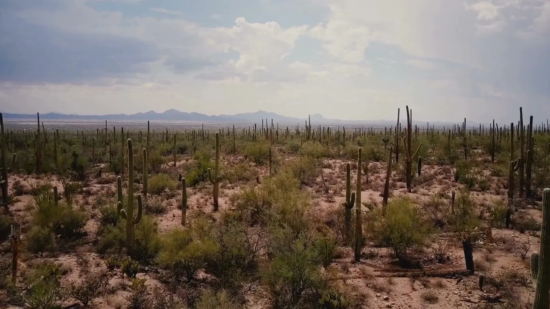 Big Cat Trail [2021].webp