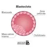 Blastocito.webp