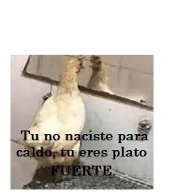 dg.jpg.webp