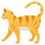 Gato :cat2: 🐈